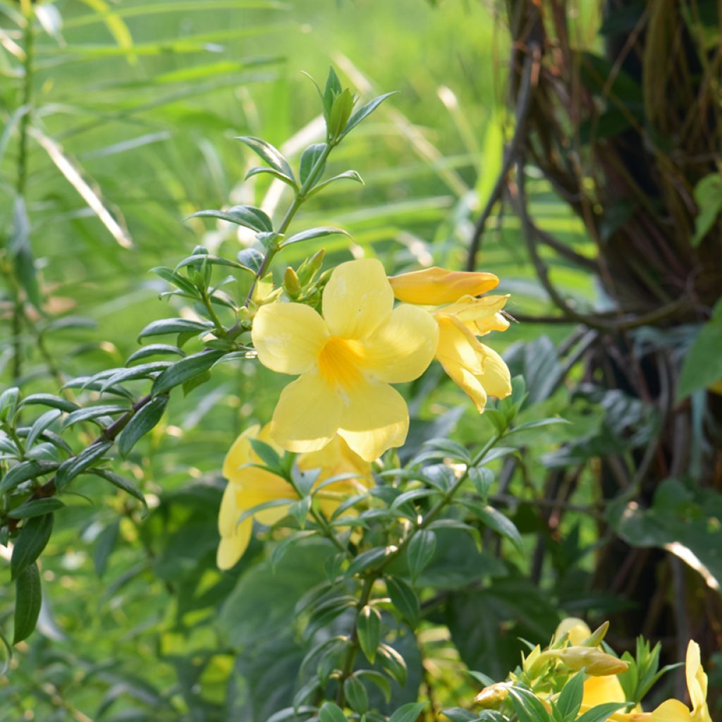 Allamanda cathartica