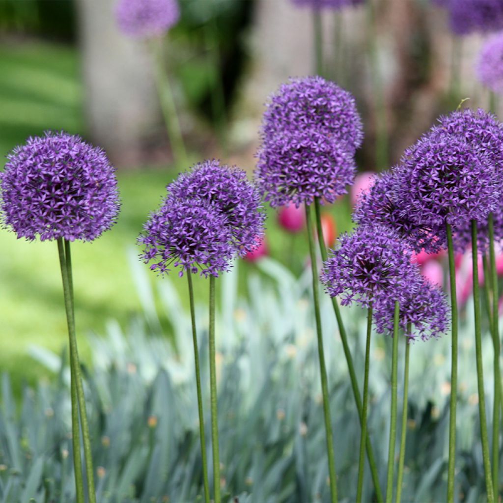 Allium Statos