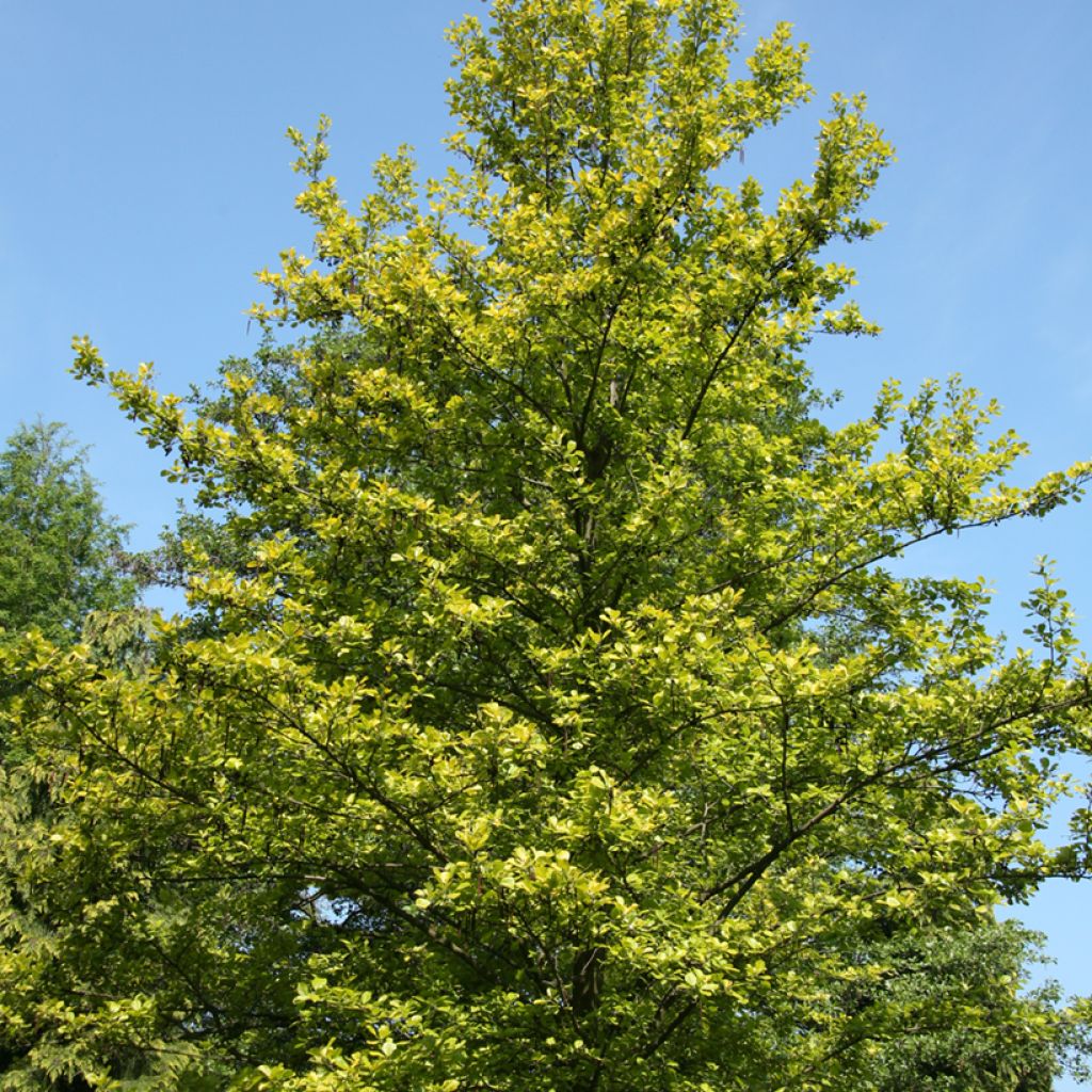 Alnus glutinosa Aurea