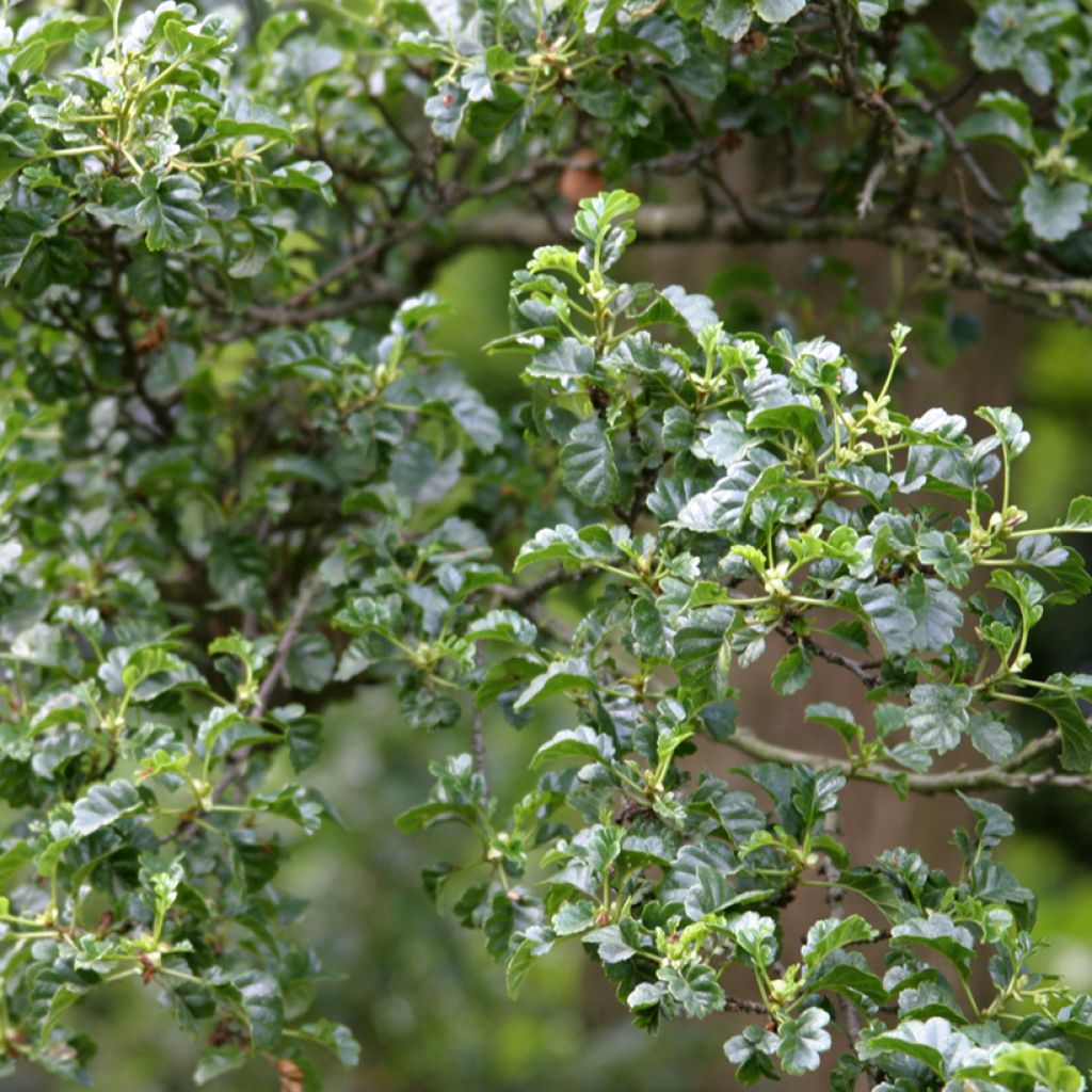 Alnus glutinosa Incisa - Amieiro