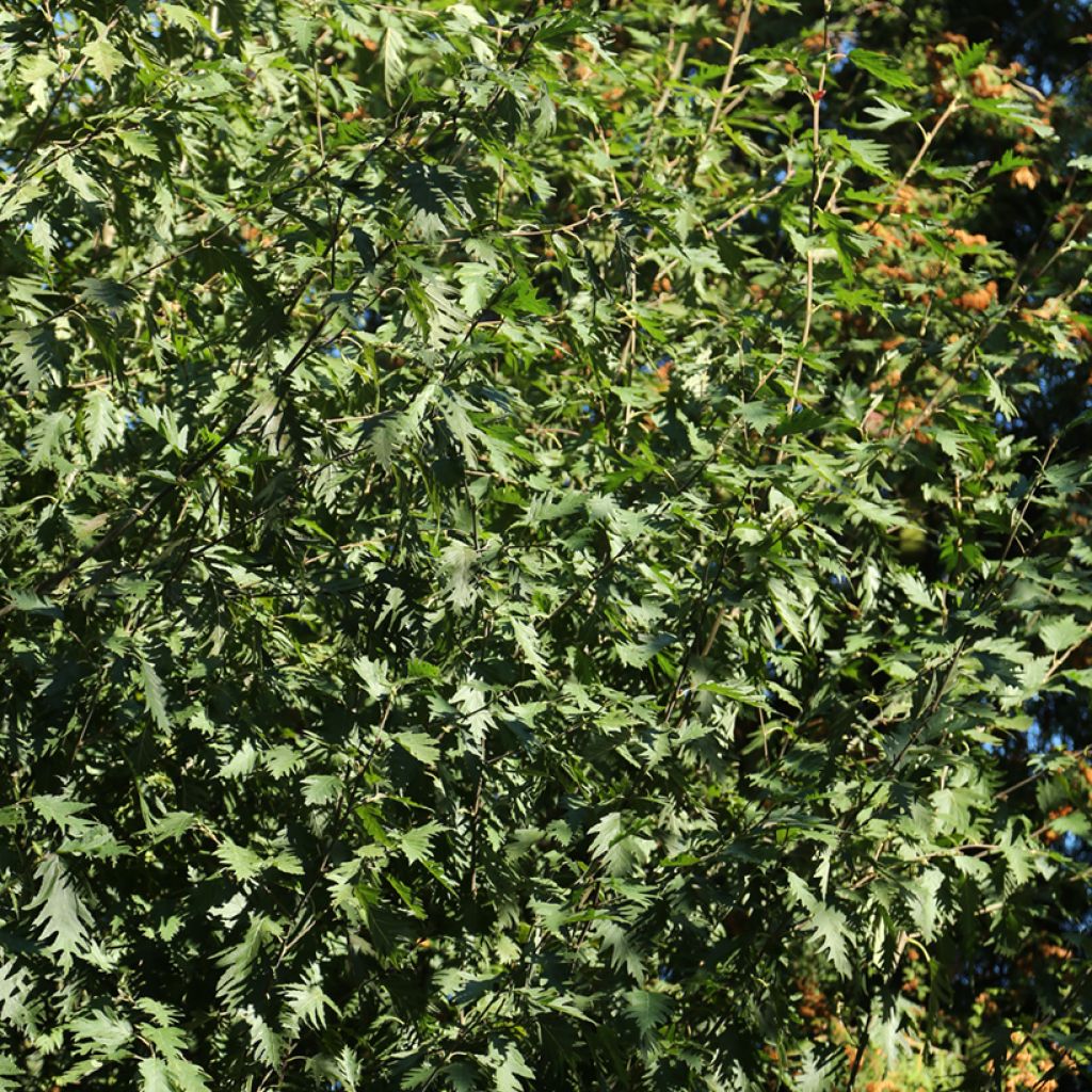 Alnus incana Laciniata