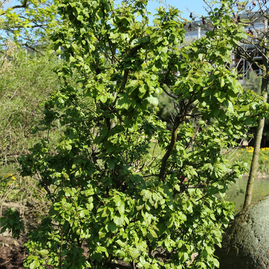 Alnus incana Monstrosa
