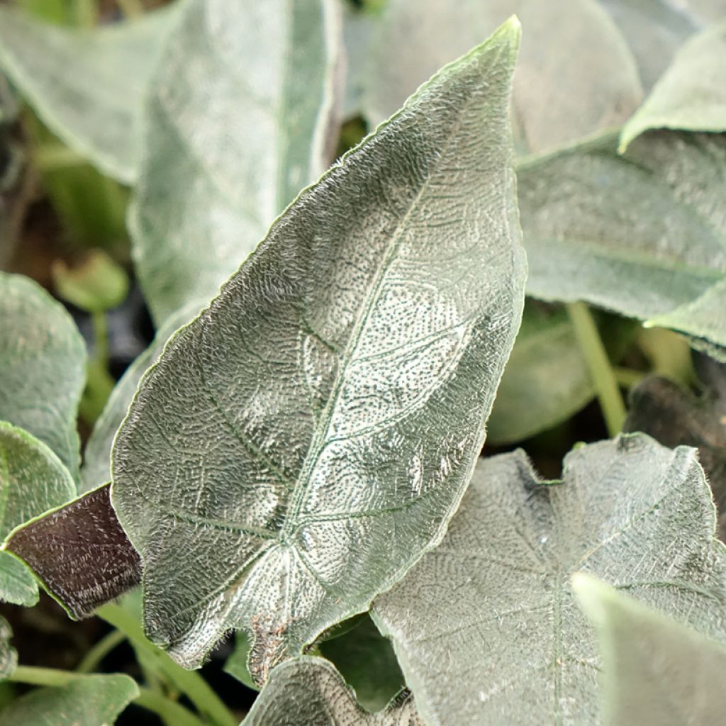 Alocasia Antoro Velvet