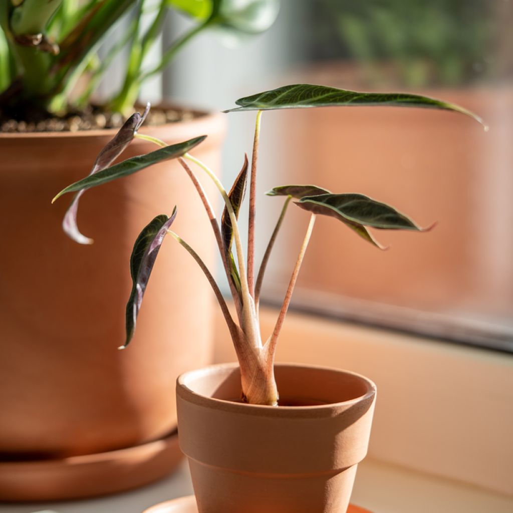 Alocasia Bambino