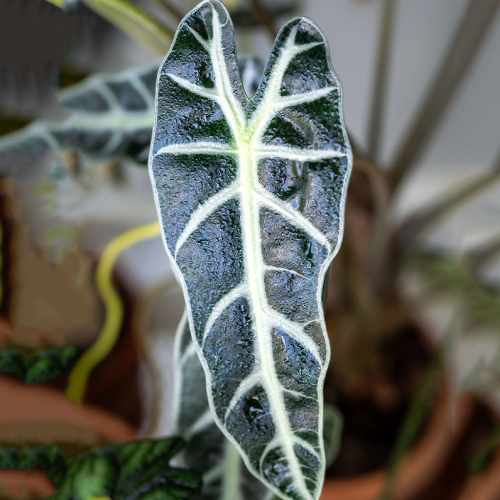 Alocasia Bambino