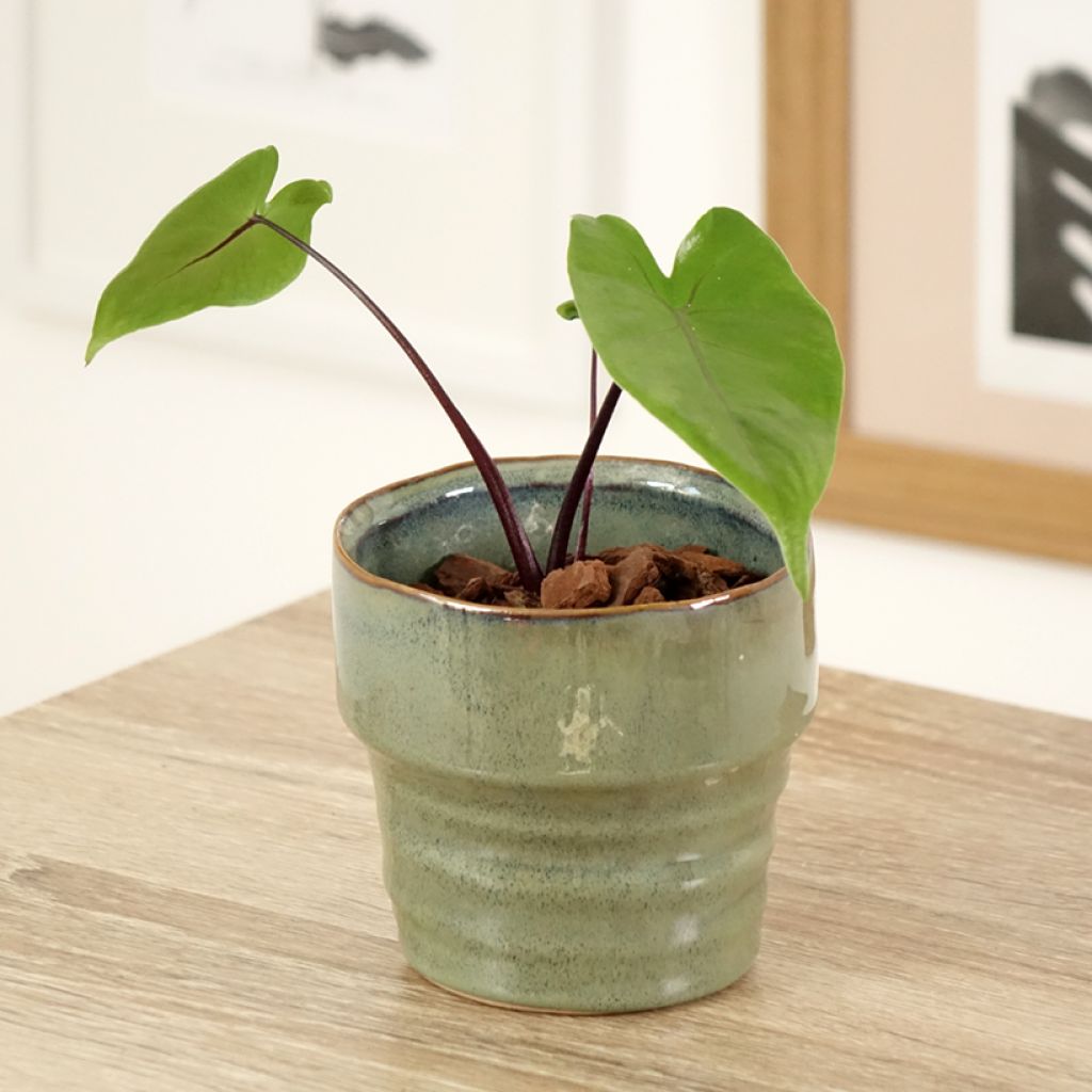 Alocasia macrorrhizos Black Stem