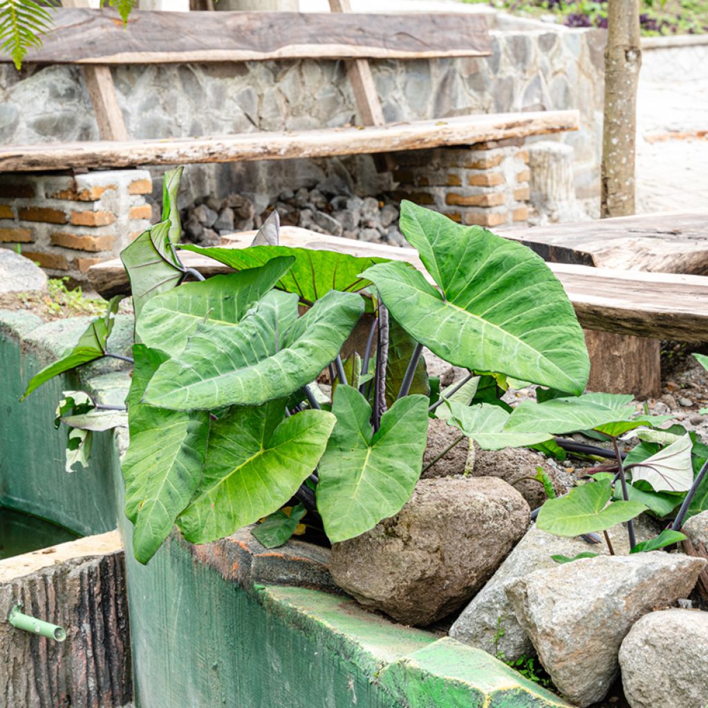 Alocasia macrorrhizos Black Stem