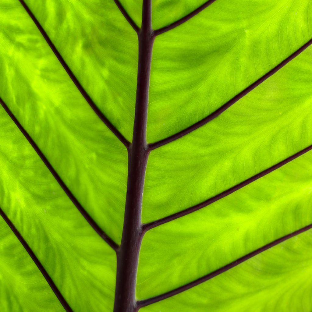 Alocasia macrorrhizos Black Stem