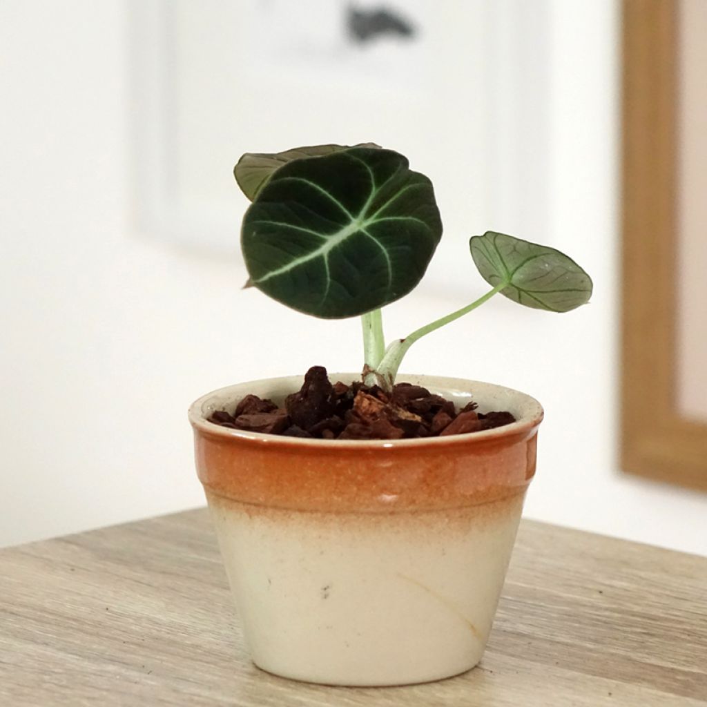 Alocasia Black Velvet