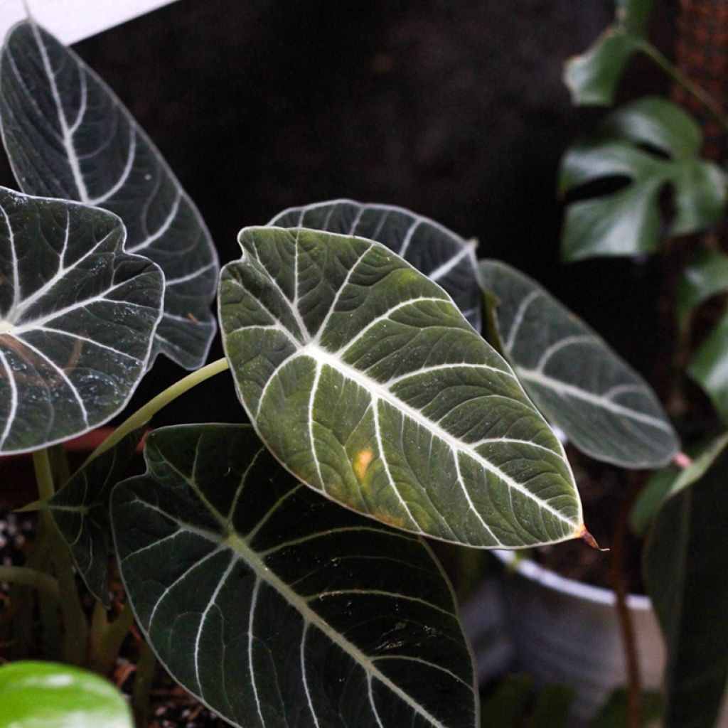 Alocasia Black Velvet