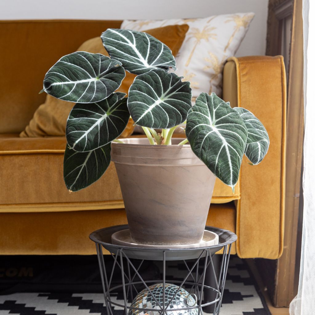 Alocasia Black Velvet