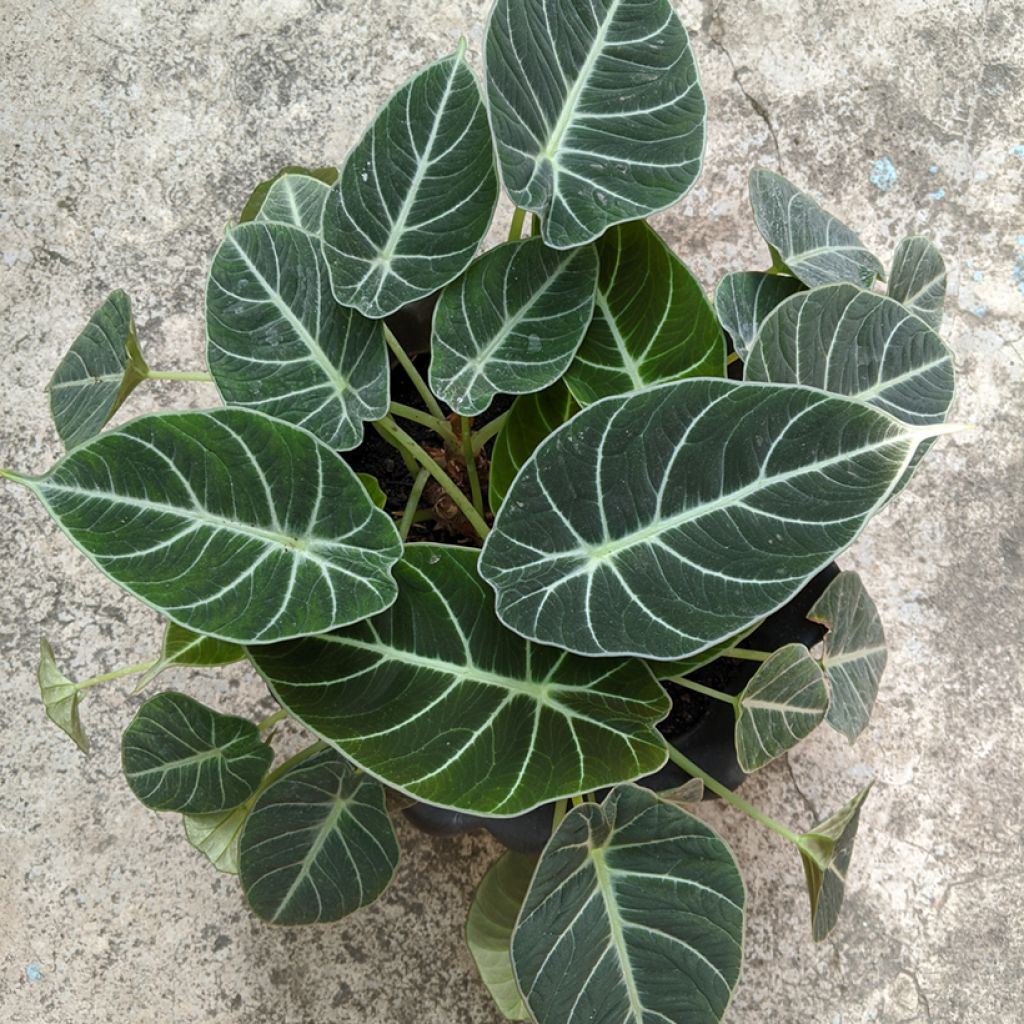 Alocasia Black Velvet