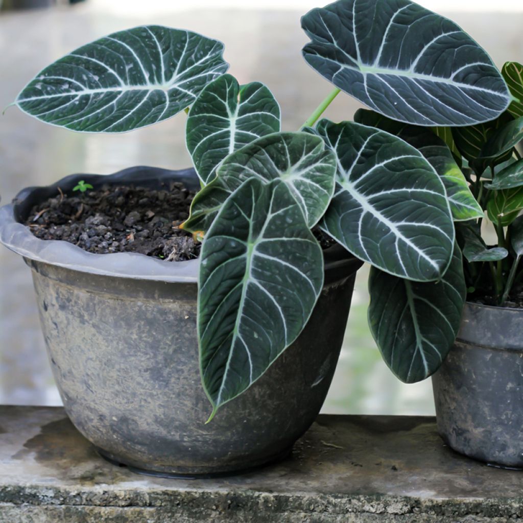 Alocasia Black Velvet