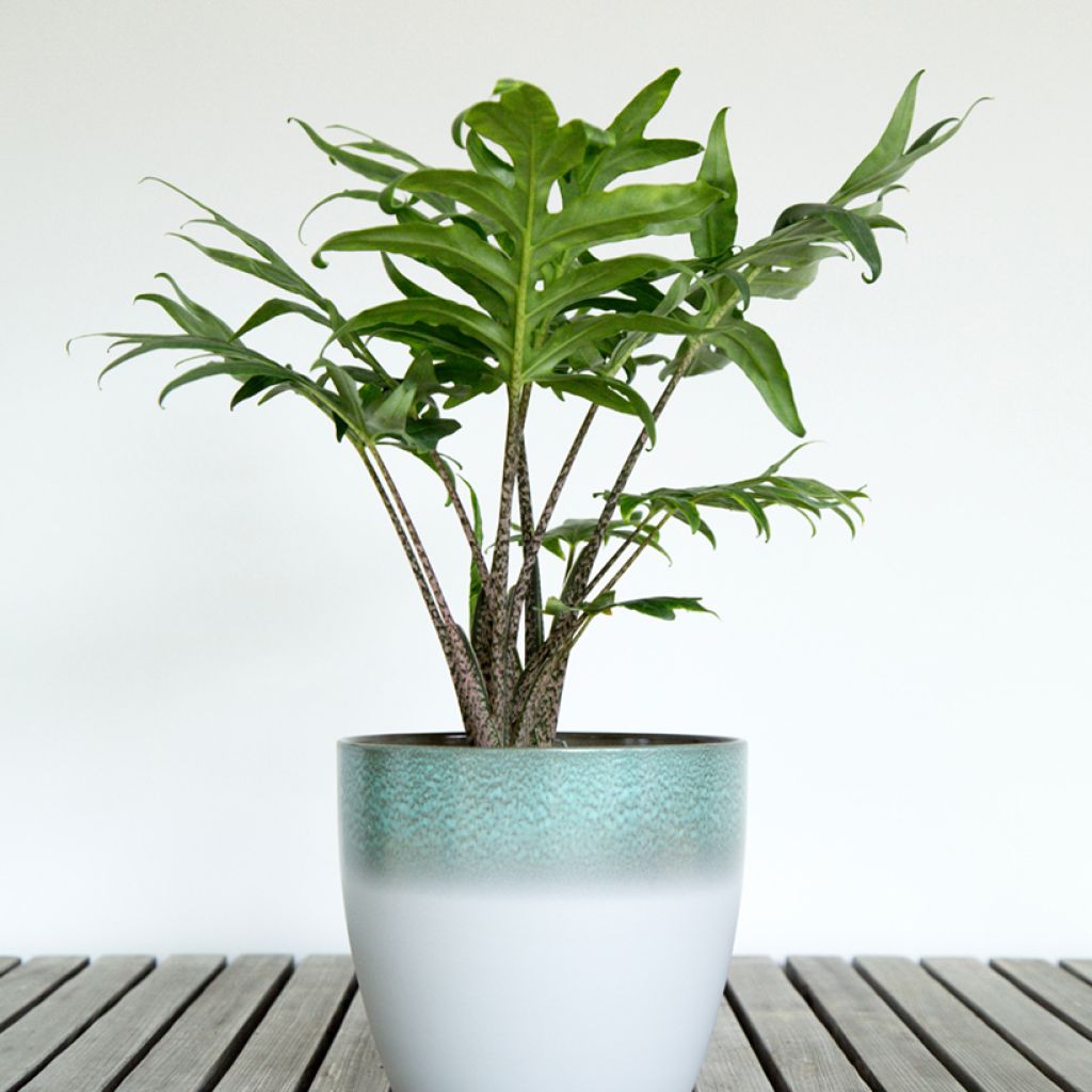 Alocasia brancifolia