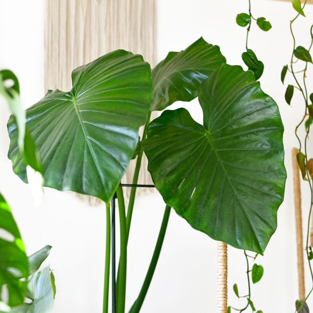Alocasia Calidora