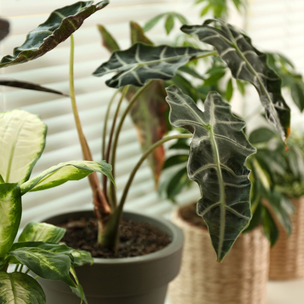 Alocasia Curly Bambino
