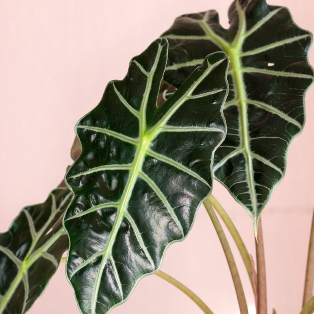 Alocasia Curly Bambino