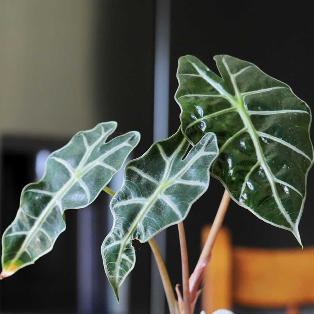 Alocasia Curly Bambino