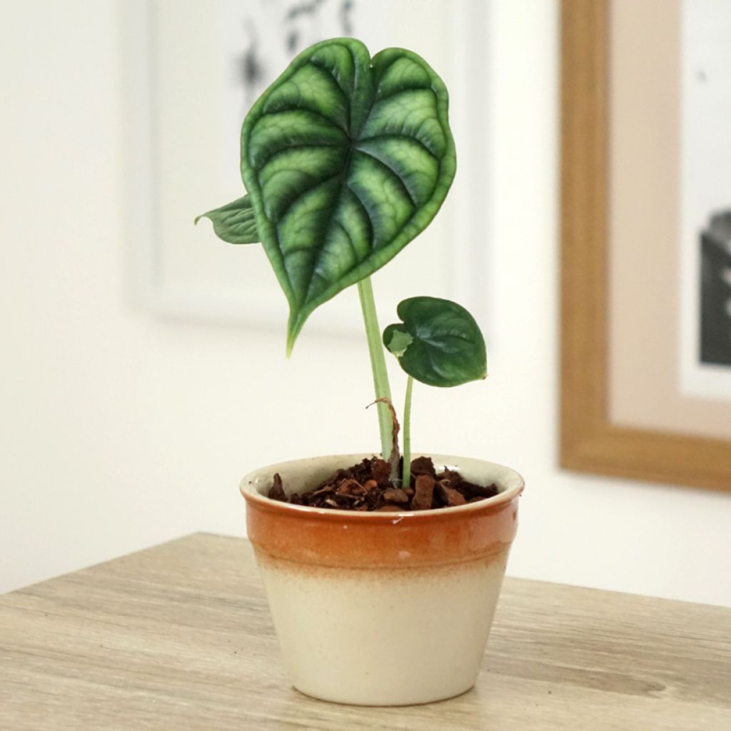 Alocasia Dragon Scale