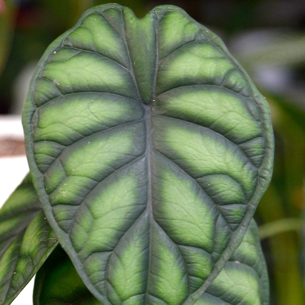Alocasia Dragon Scale