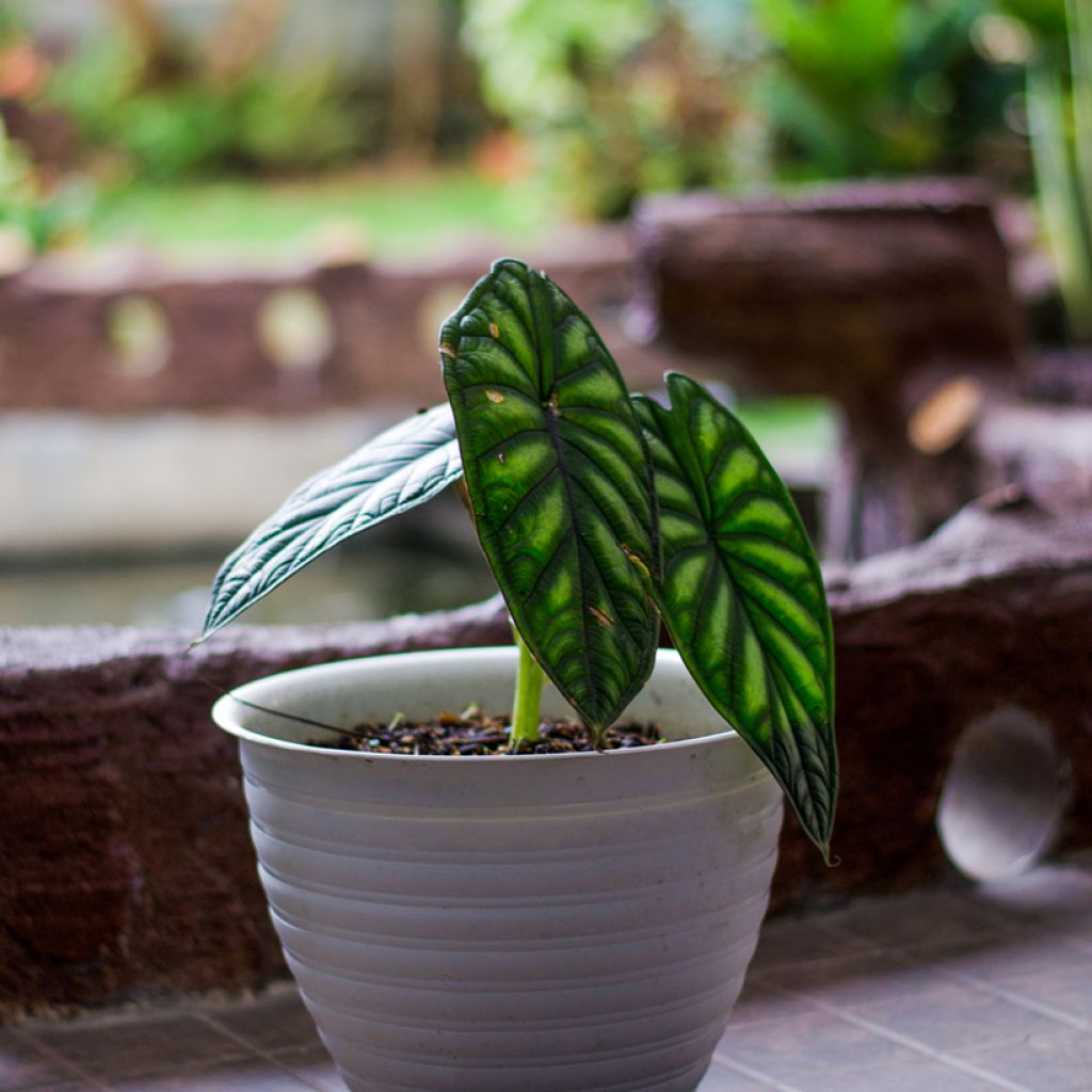 Alocasia Dragon Scale