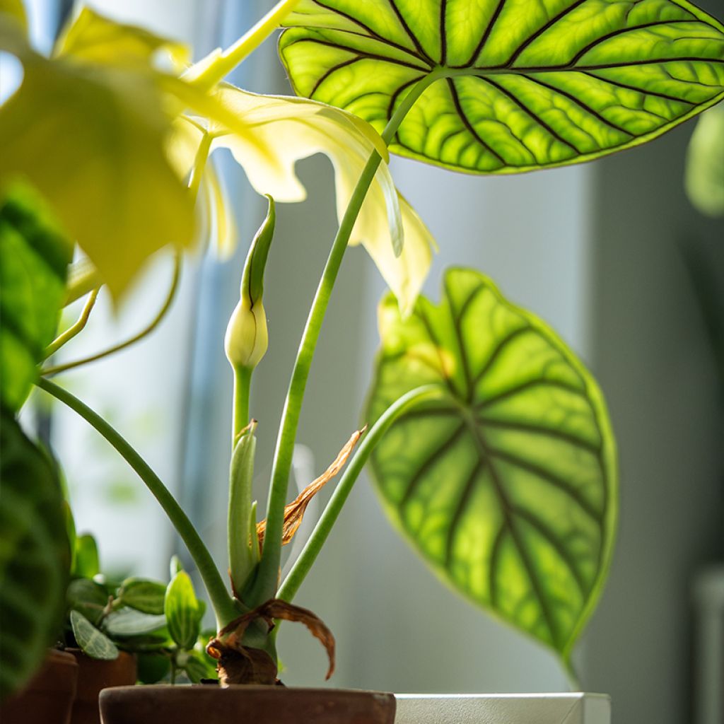 Alocasia Dragon Scale