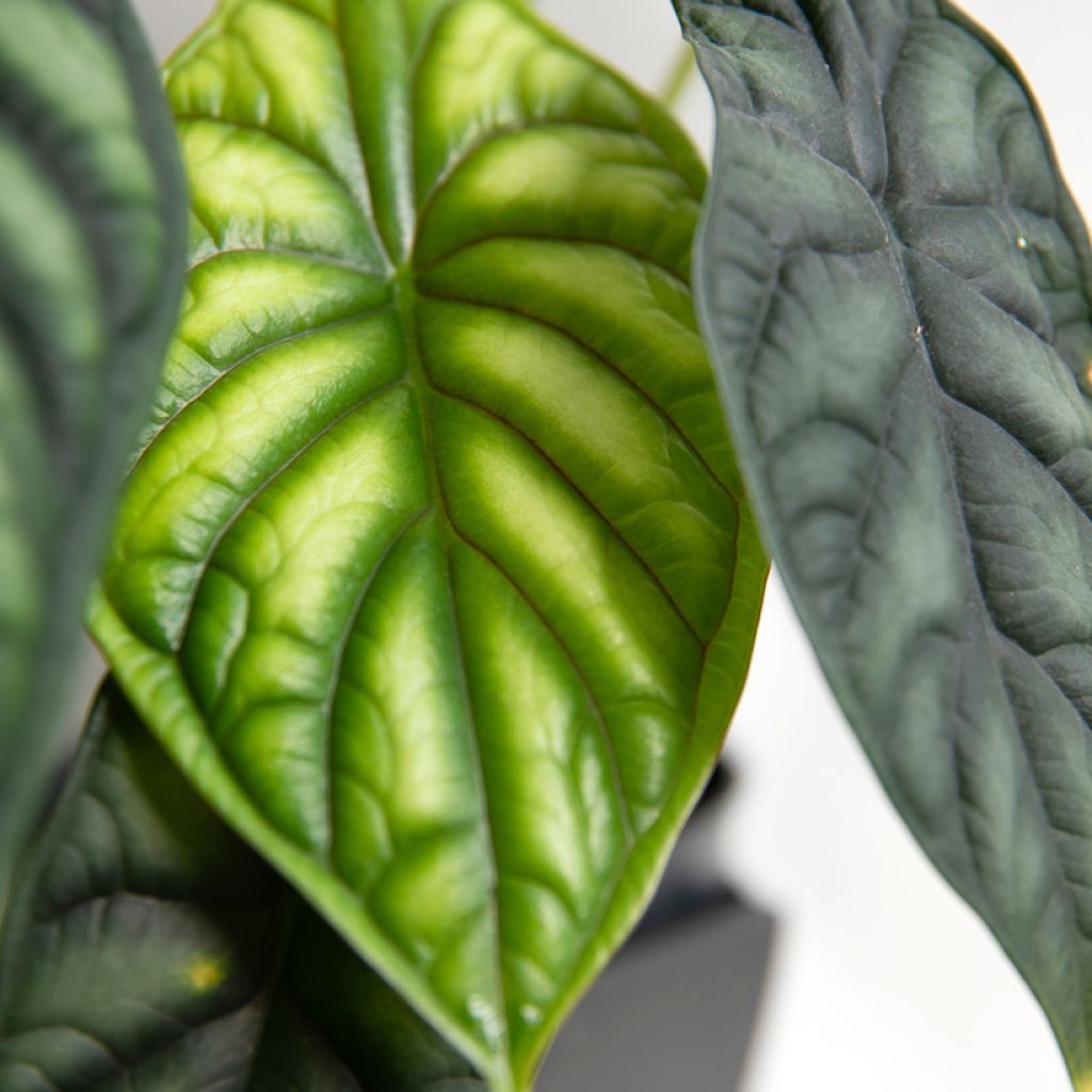 Alocasia Dragon Scale