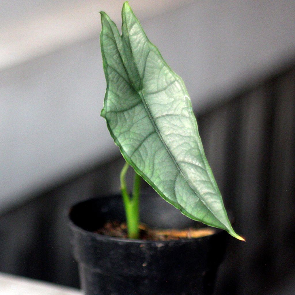 Alocasia heterophylla Dragon's Breath