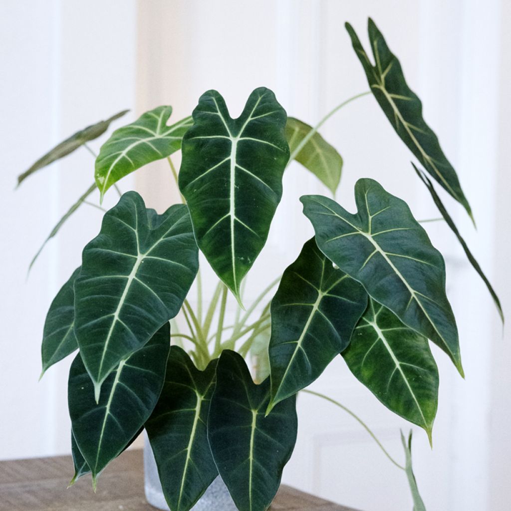 Alocasia Frydek