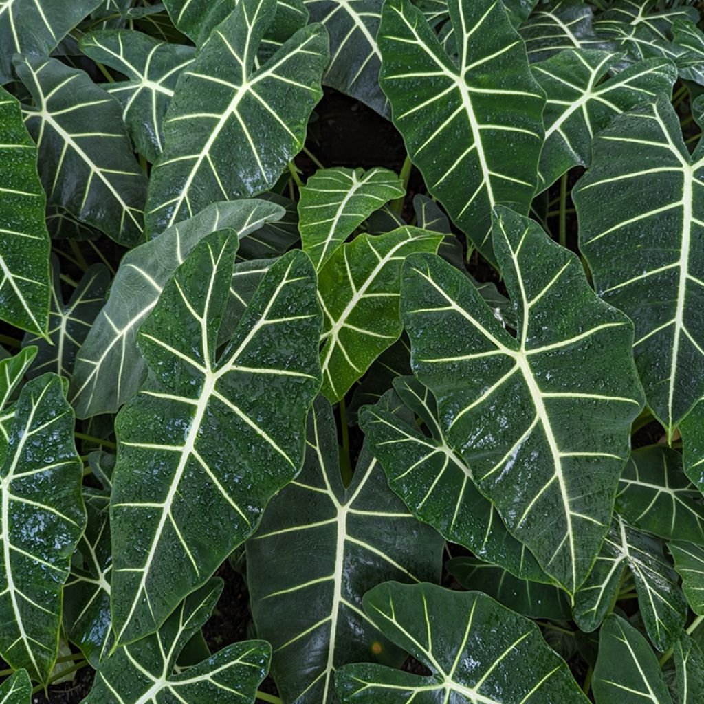 Alocasia Frydek