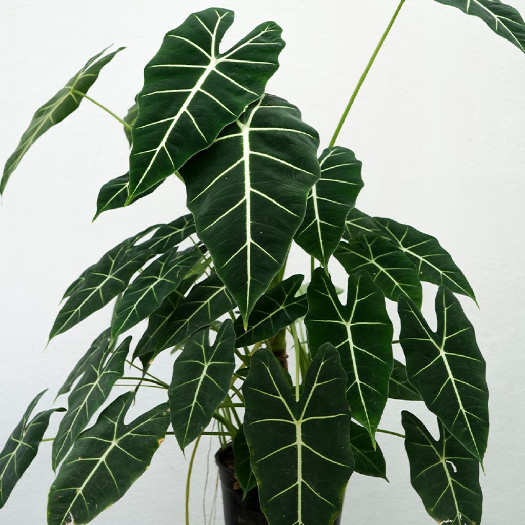 Alocasia Frydek