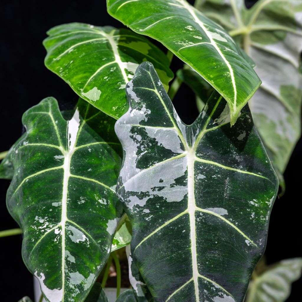 Alocasia Frydek Variegata