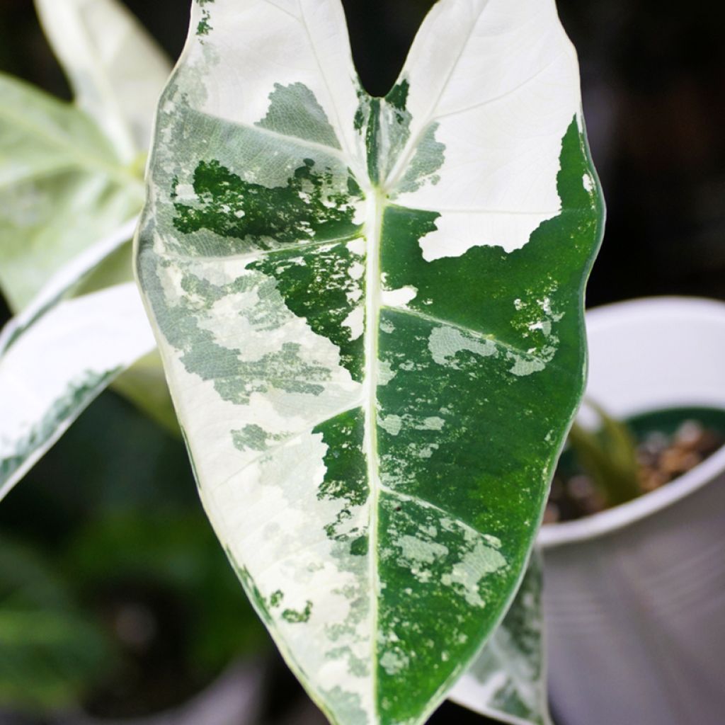 Alocasia Frydek Variegata