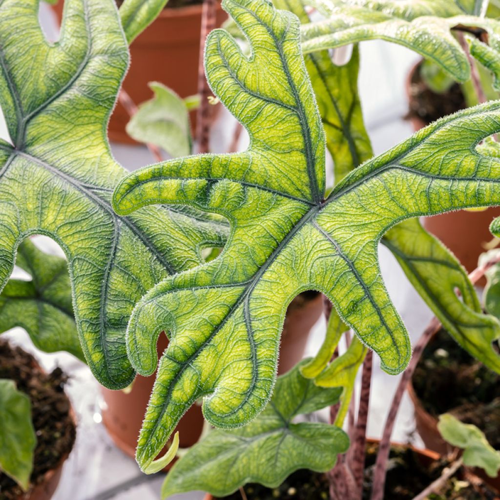 Alocasia tandurusa Jacklyn