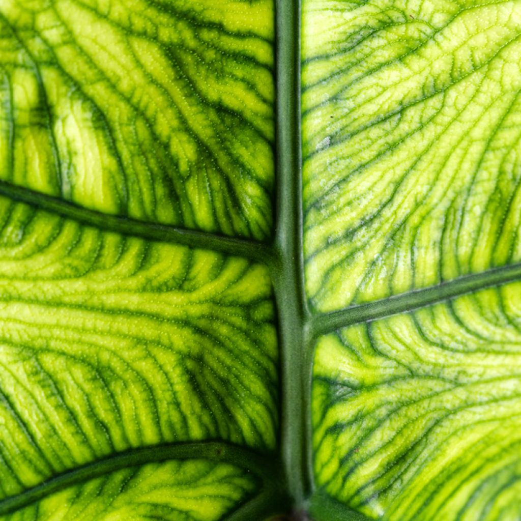 Alocasia tandurusa Jacklyn