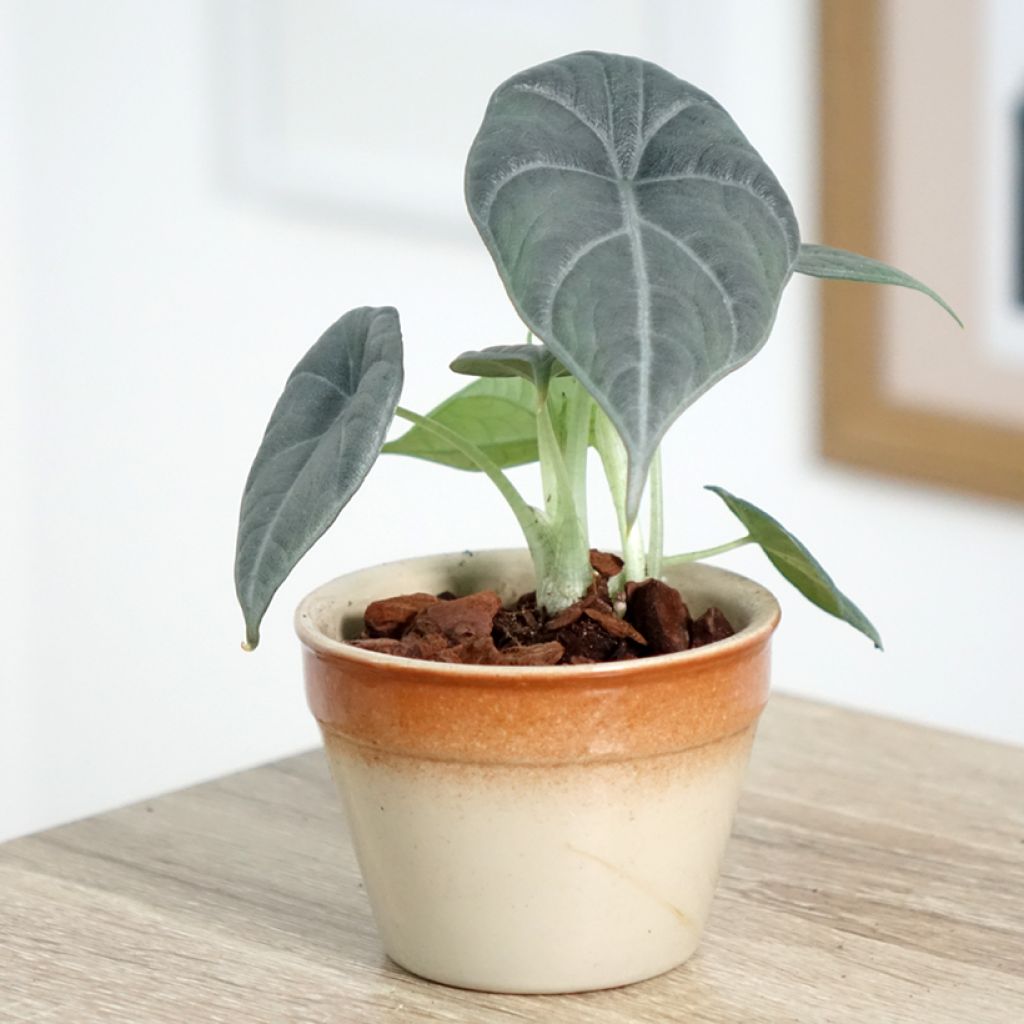 Alocasia Maharani