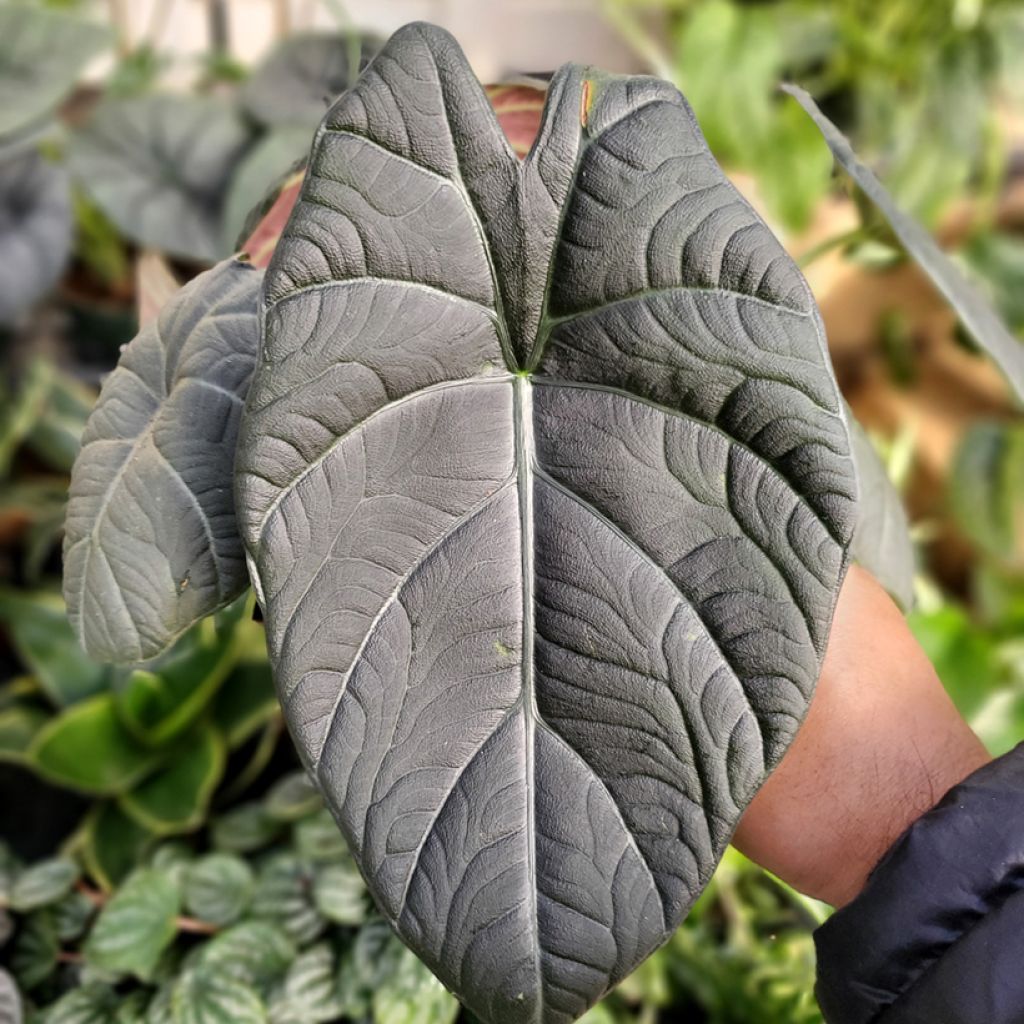 Alocasia Maharani