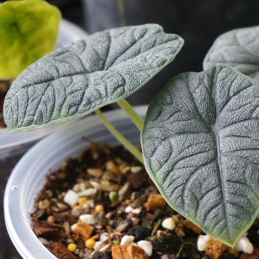 Alocasia melo