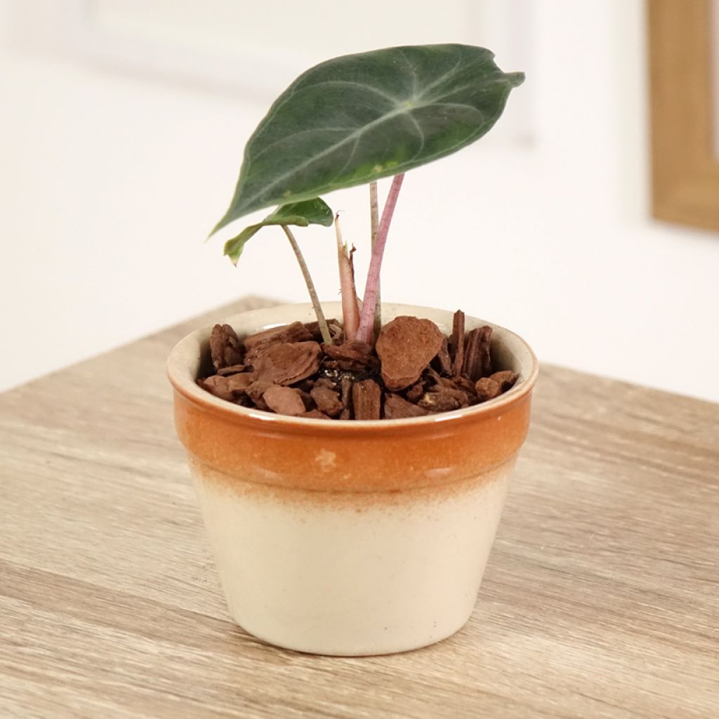 Alocasia Pink Dragon