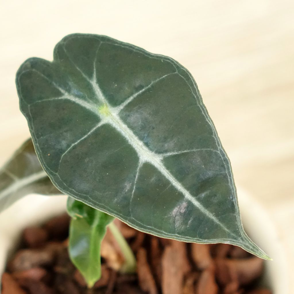 Alocasia Polly