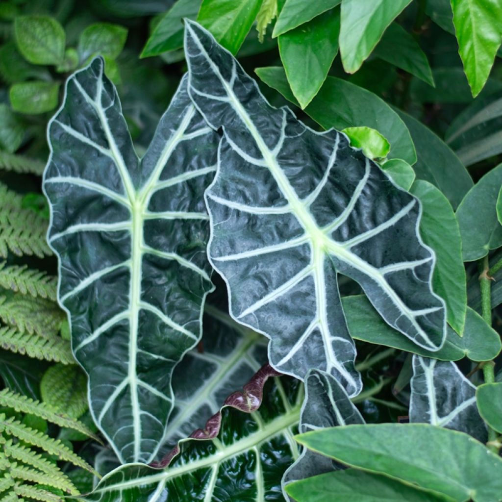 Alocasia Polly