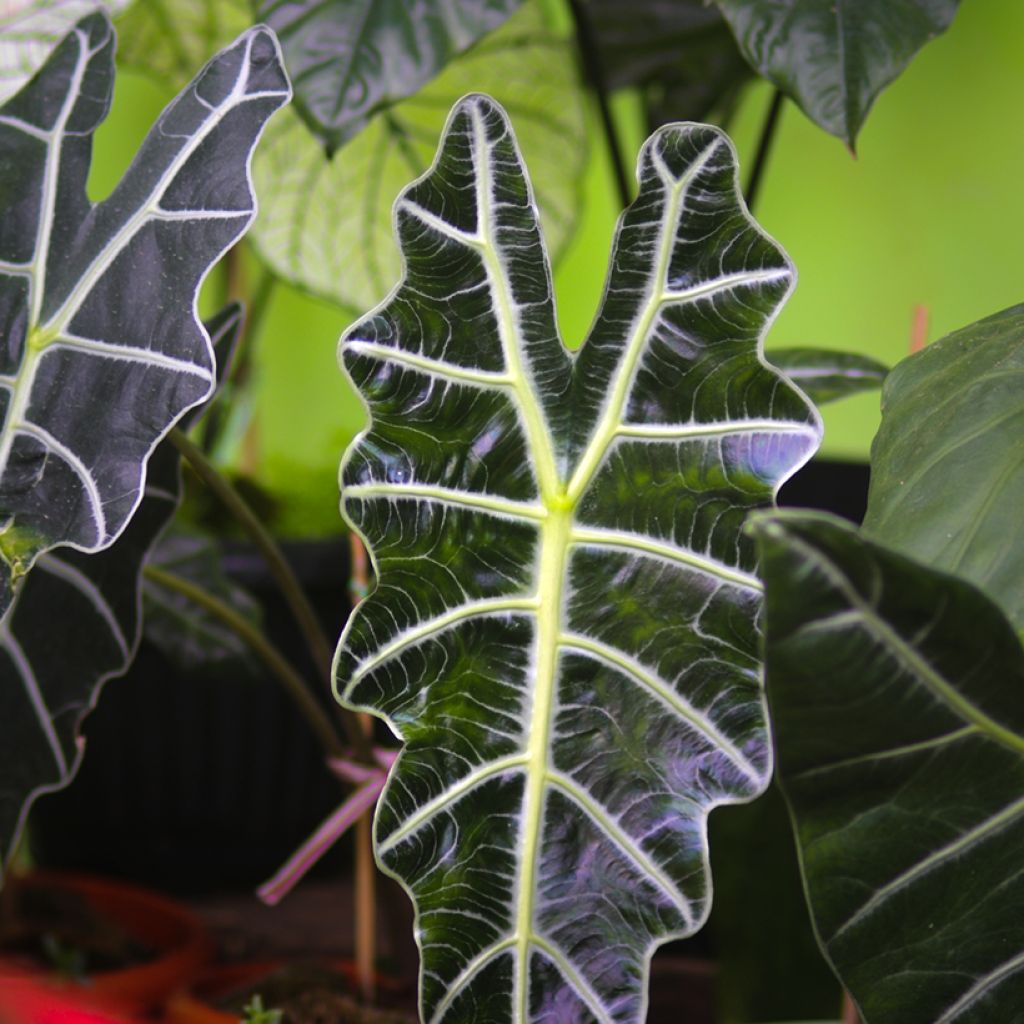 Alocasia Polly