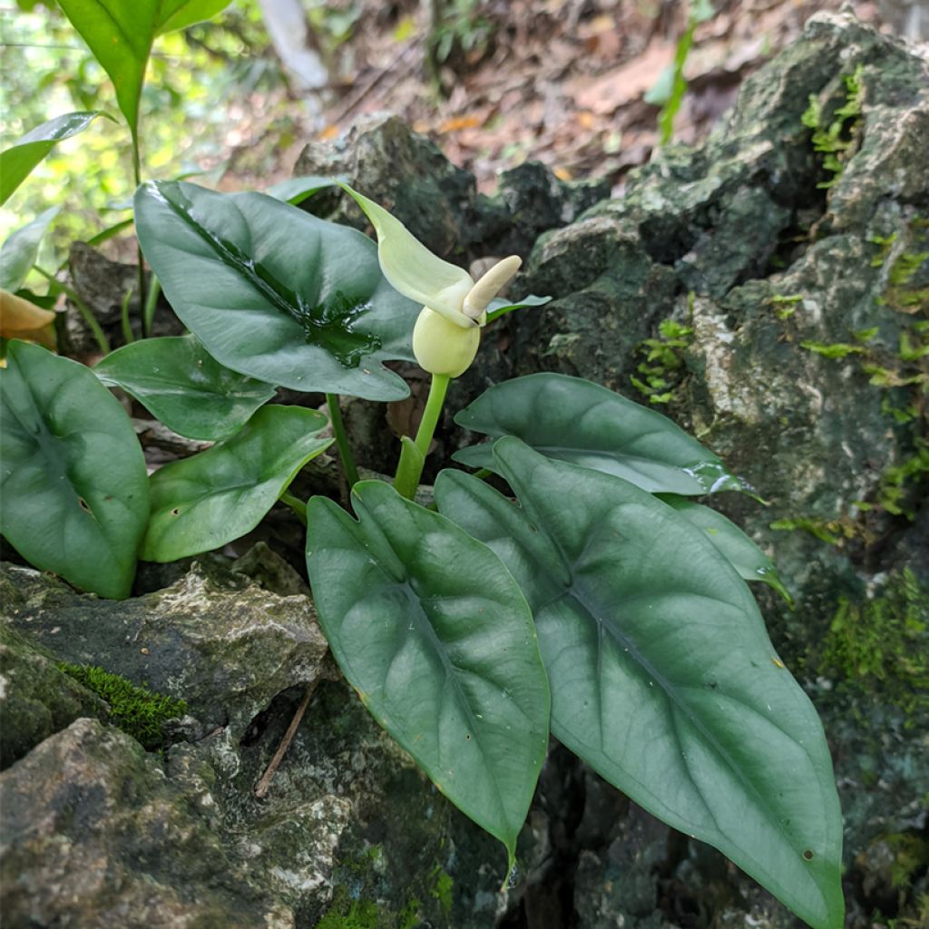 Alocasia reversa