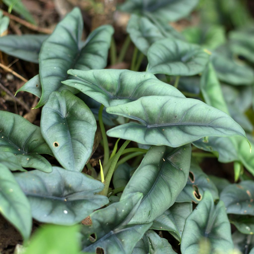 Alocasia reversa