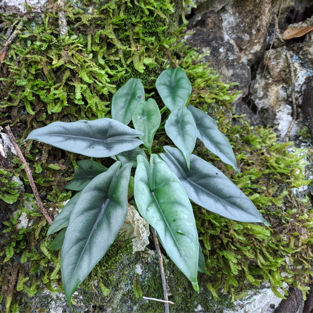 Alocasia reversa