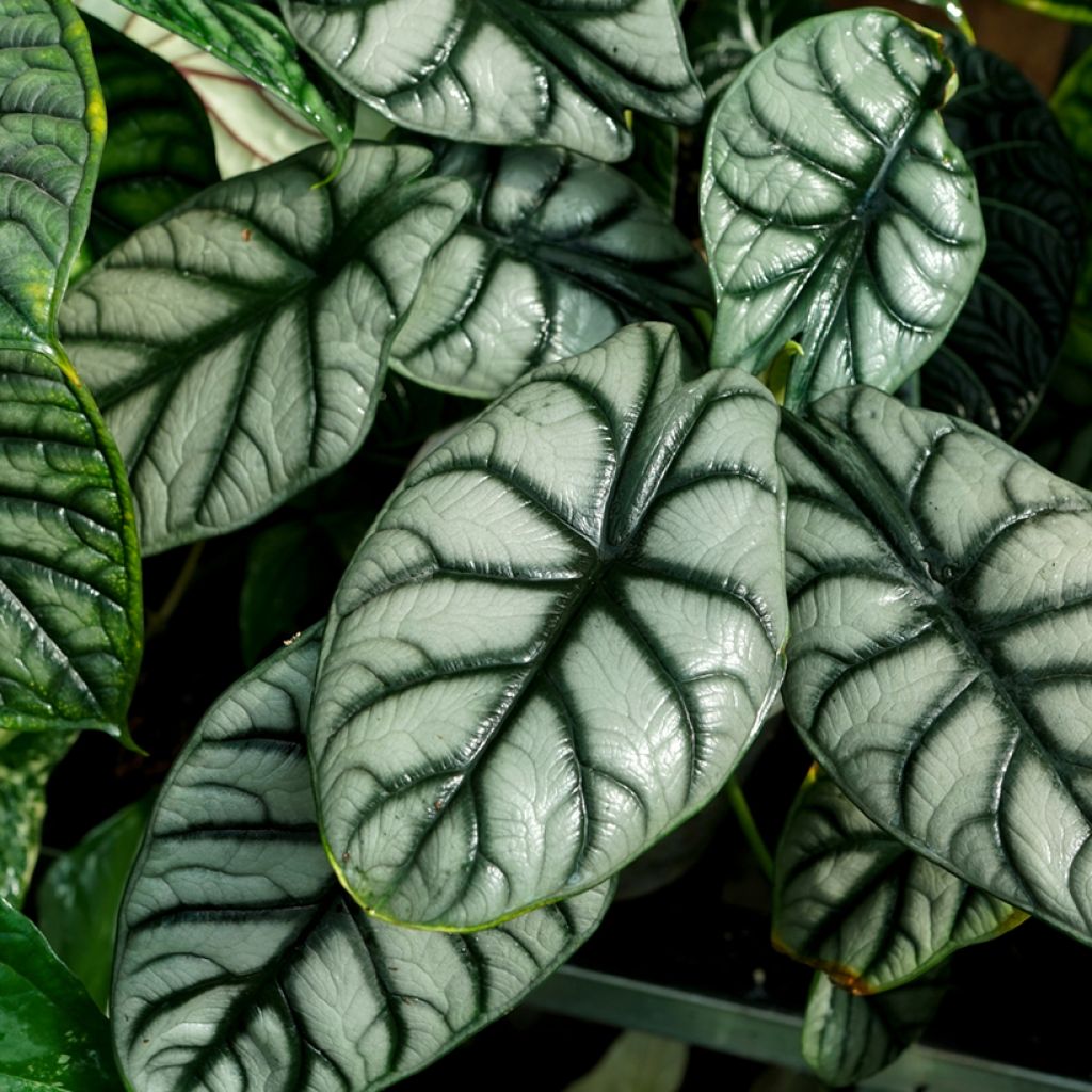 Alocasia baginda Silver Dragon