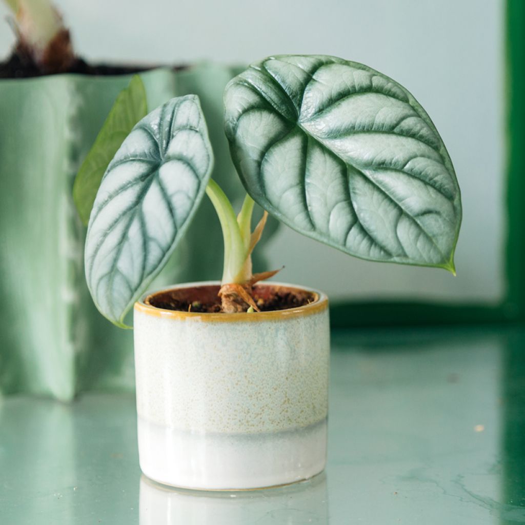 Alocasia baginda Silver Dragon