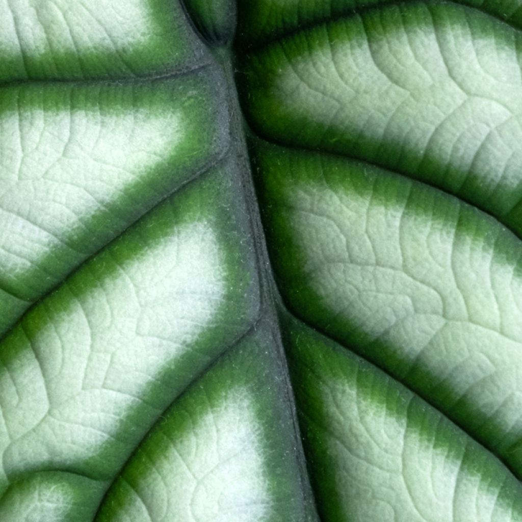 Alocasia baginda Silver Dragon