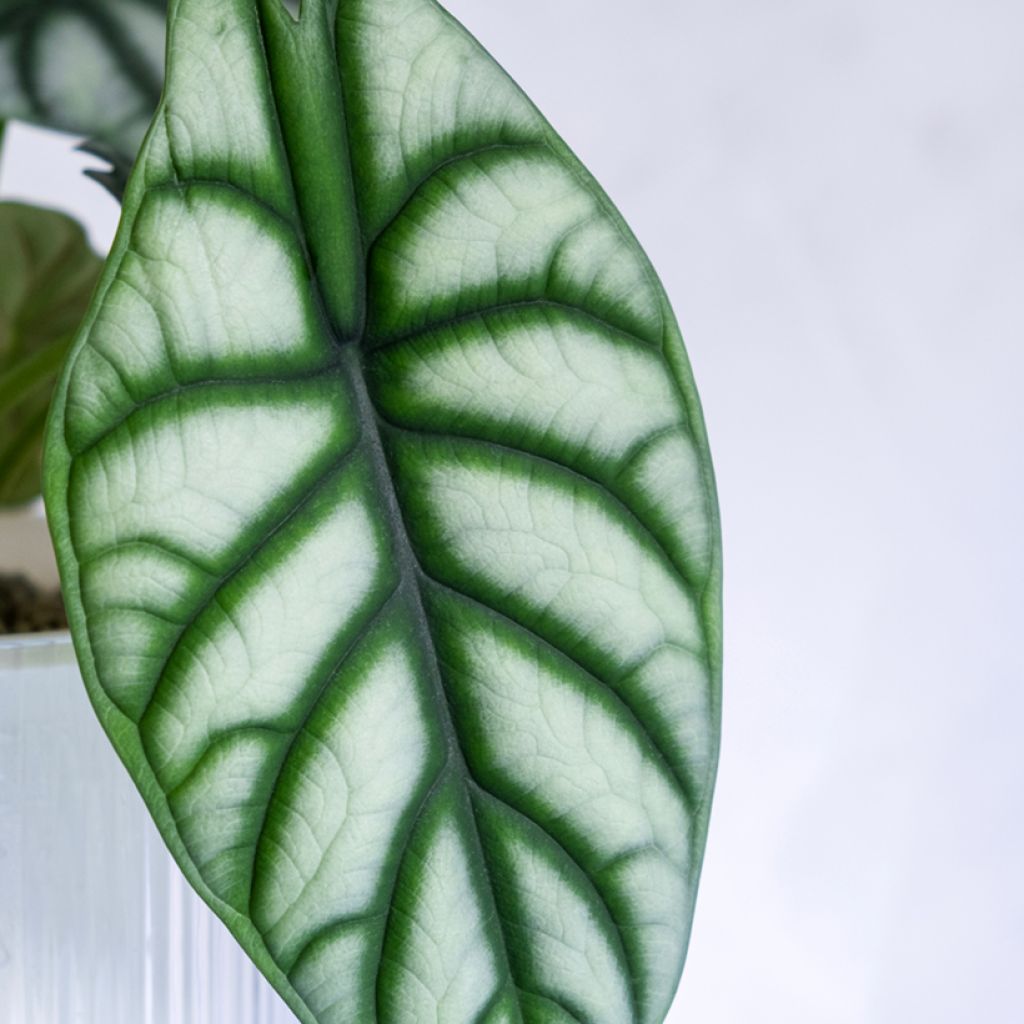 Alocasia baginda Silver Dragon