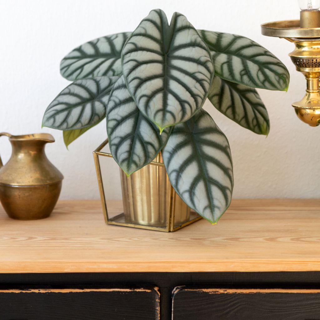 Alocasia baginda Silver Dragon